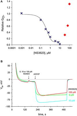 The Chloride Conductance Inhibitor NS3623 Enhances the Activity of a Non-selective Cation Channel in Hyperpolarizing Conditions